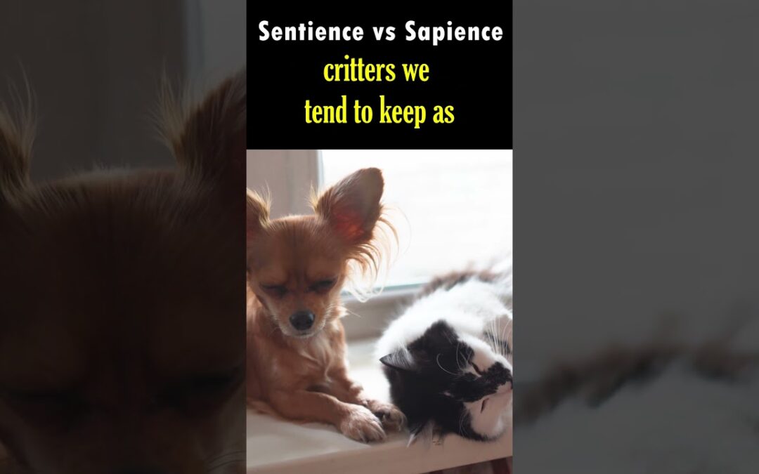 Sentience vs Sapience